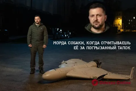 Морда собаки за погрызенный тапок