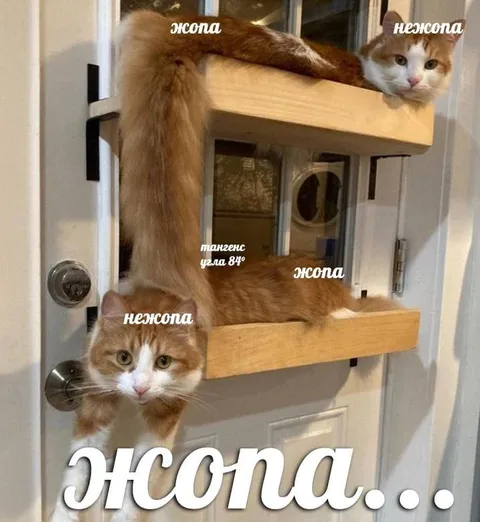 Кошачья геометрия жопы