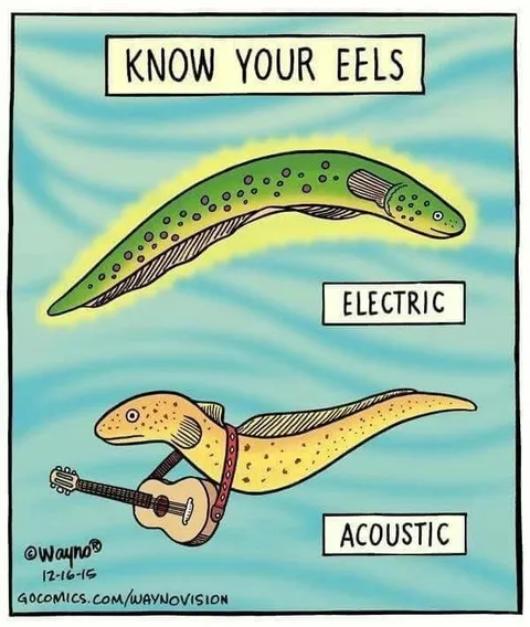 Know Your Eels Electric Acoustic