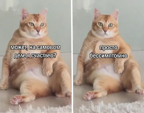 Бессимптомно счастливый кот