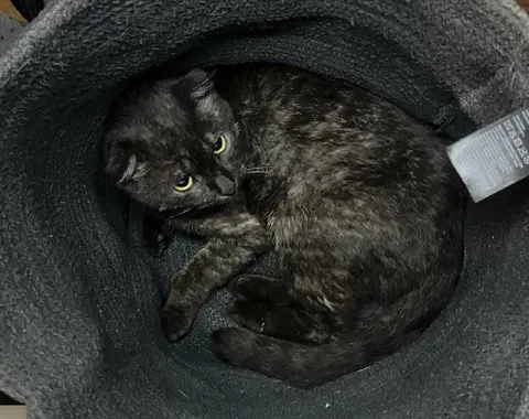 Кот в корзине