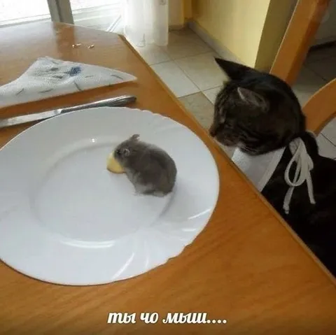 Ты чо, мышь?