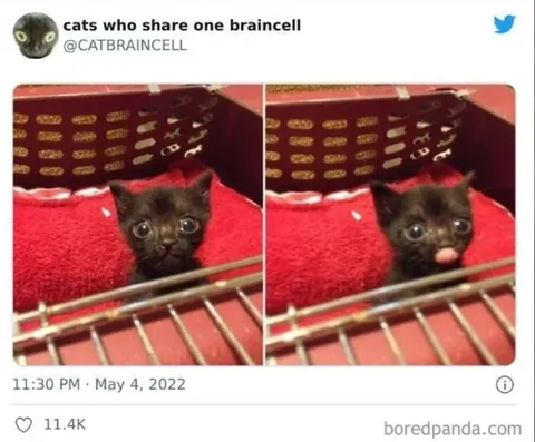 Cats Sharing One Braincell