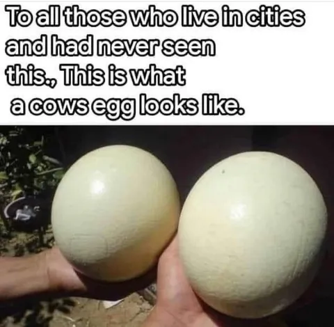 What a Cow Egg Looks Like