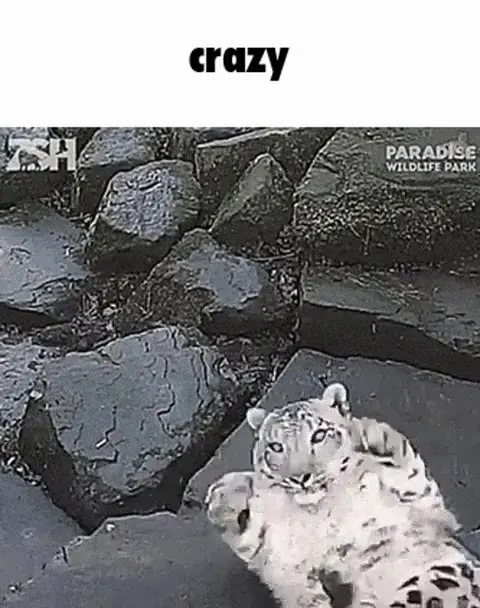 Crazy Leopard Rolls Away