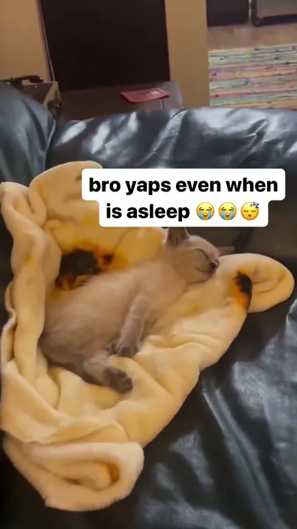Kitten Yapping in Its Sleep