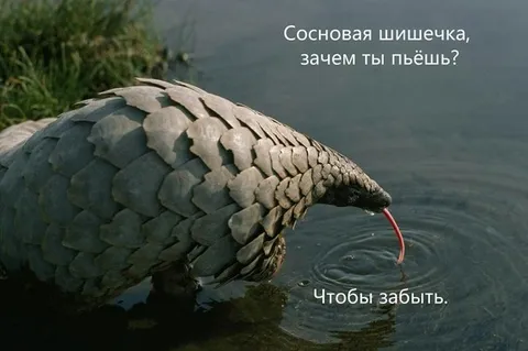 Сосновая шишечка, зачем ты пьёшь?