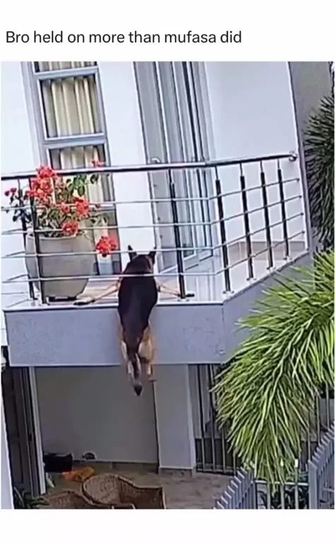 Dog Holds On Like Mufasa