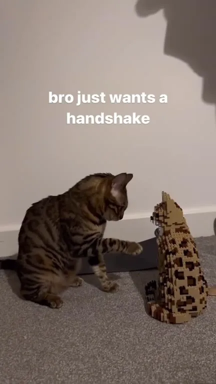 Cat Wants a Handshake