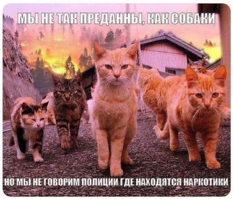 Коты не сдают наркотики