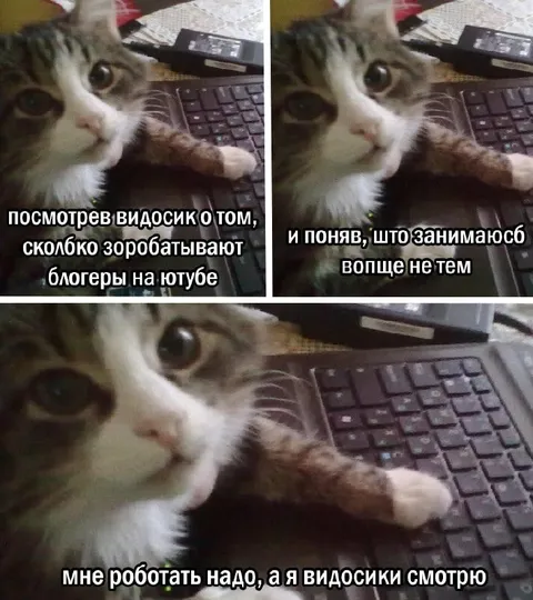 Кот смотрит видосики вместо работы