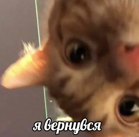 Я вернулся — кот крупным планом
