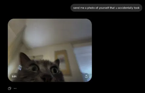 Accidental Cat Selfie