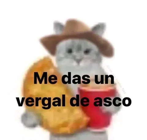 Gato con vergüenza extrema