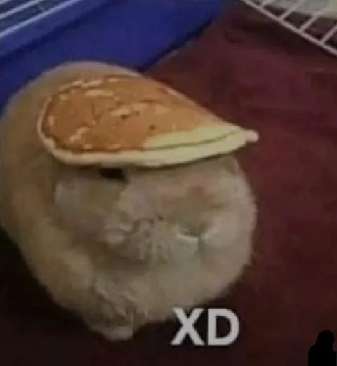Hamster Wearing a Pancake