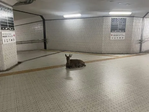 Deer at Nara Park Terminal