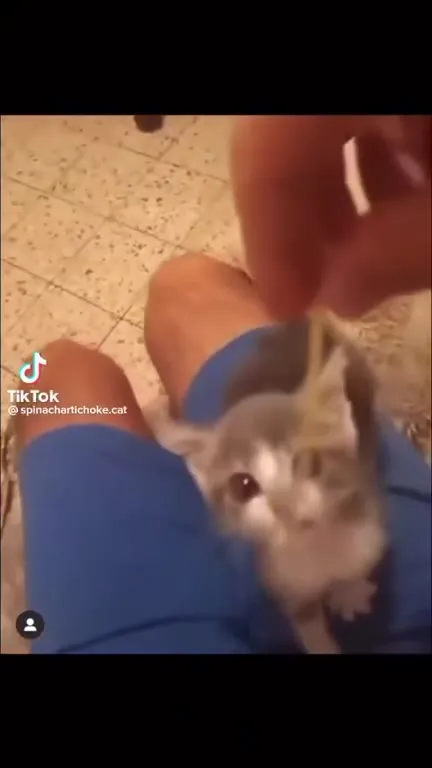 Кот на коленях под ядерные бомбы