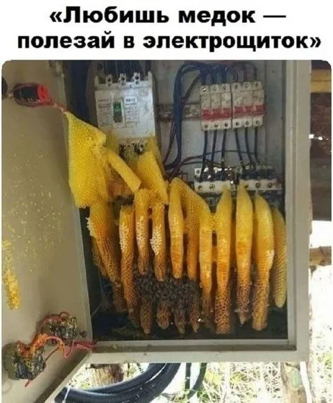 Любишь мёдок — полезай в электрощиток