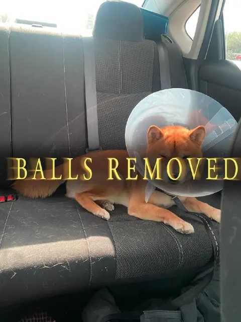 Dog After Balls Removed