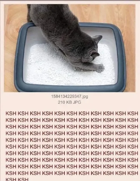 Кот копает наполнитель