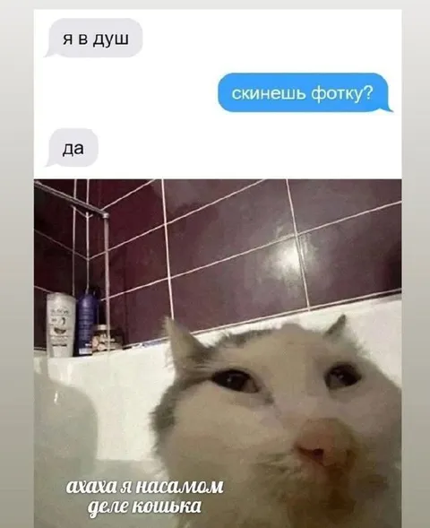 Кошька в душе