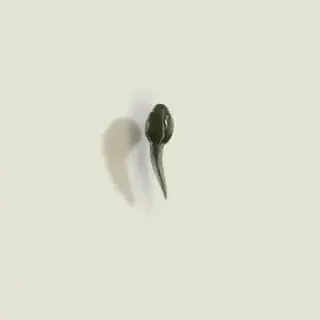 Из головастика в лягушку