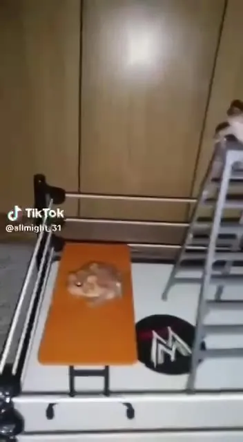 Лягушка на WWE-арене