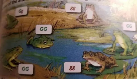 Frogs Saying GG