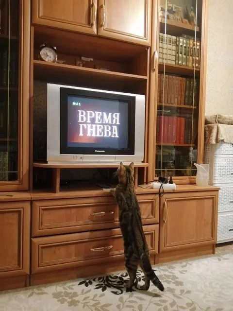 Кот смотрит время гнева