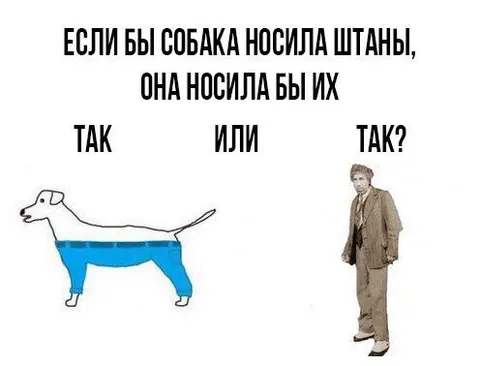 Если бы собака носила штаны