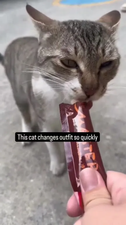 Cat Changes Outfit While Eating