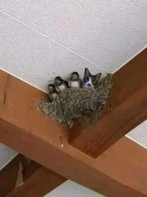 Кот в птичьем гнезде