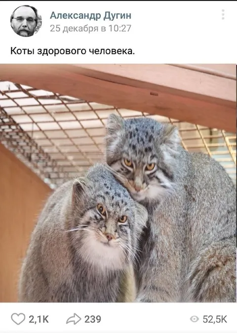 Коты здорового человека