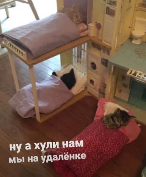 Коты работают на удалёнке
