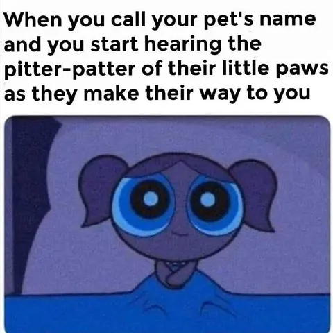 Hearing Your Pet’s Little Paws