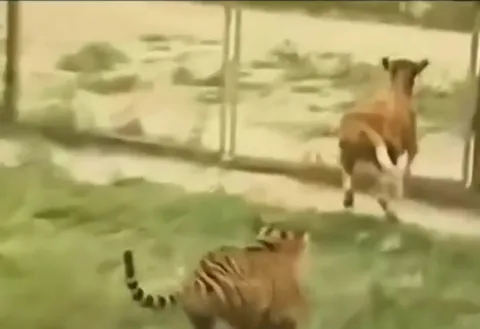 Тигр не понял быка