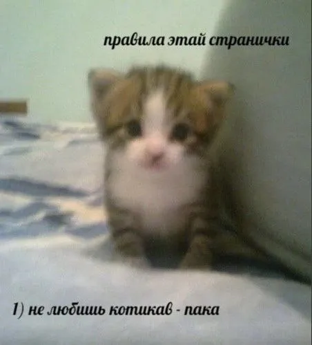 Не любишь котиков — пока