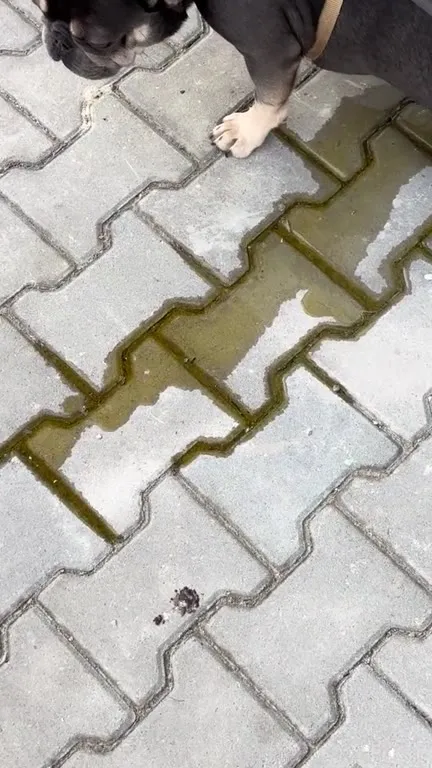 Пёс создаёт герб на плитке