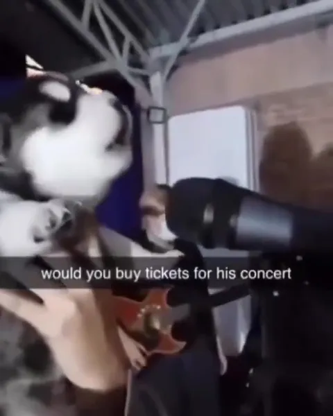 Husky Sings Into a Microphone