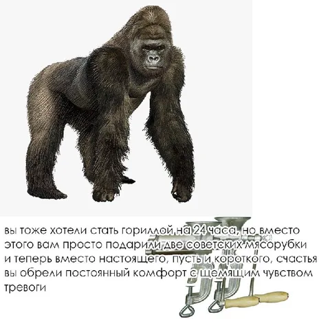 Горилла на 24 часа