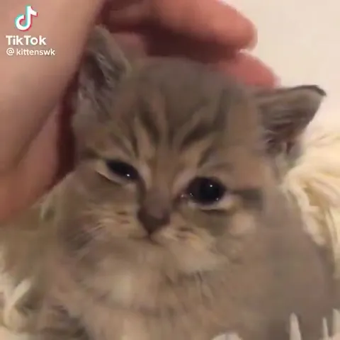 Грустные котята под музыку