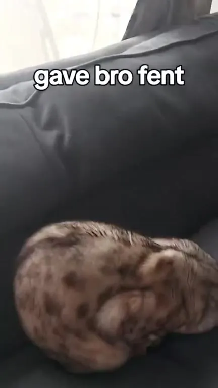 Gave Bro Fent Cat Montage