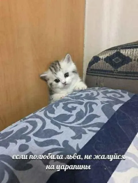 Если полюбила льва