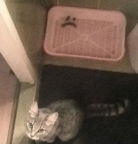 Котёнок прячется под креслом