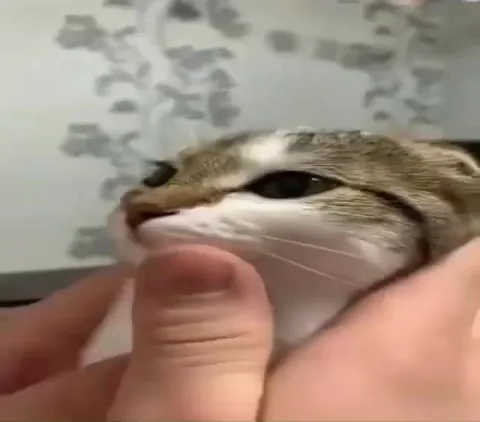 Кот наслаждается поглаживанием