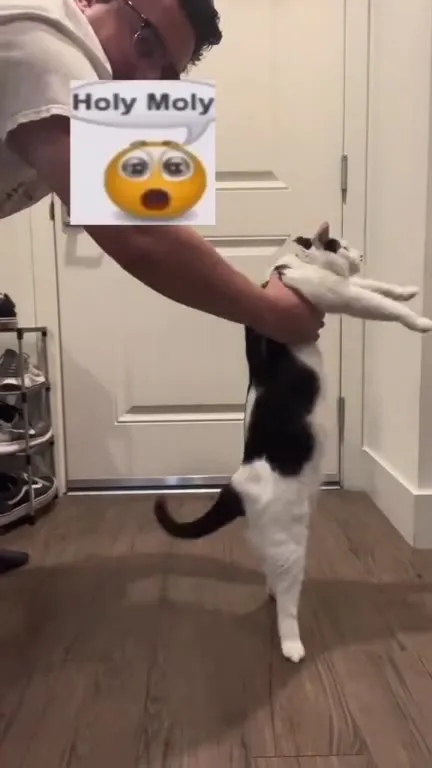 Cat Has Had Enough