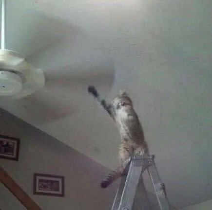 Кот чинит потолок