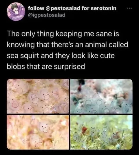 Surprised Sea Squirt Blobs