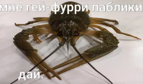 Мне гей-фурри паблики дай