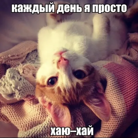 Каждый день я просто хан-хай